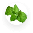 Ilustración de hojas de menta piperita, un ingrediente clave en Snoran Plus